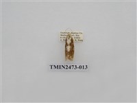 藏品(褐白豔苔蛾)的圖片